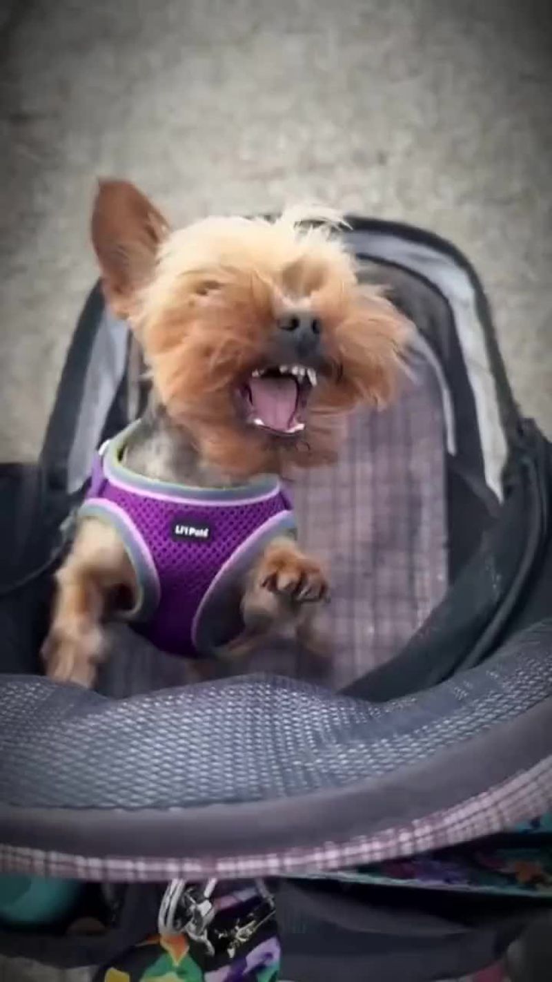Yorkshire Terrier