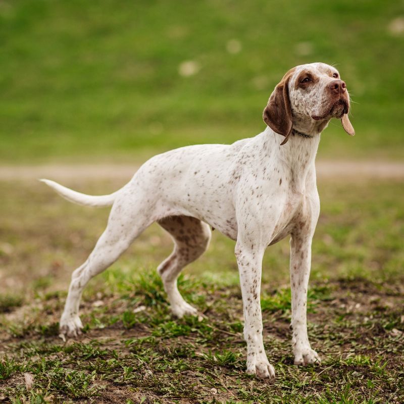 Pointer