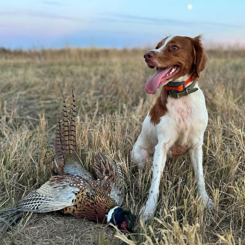 Brittany Spaniel