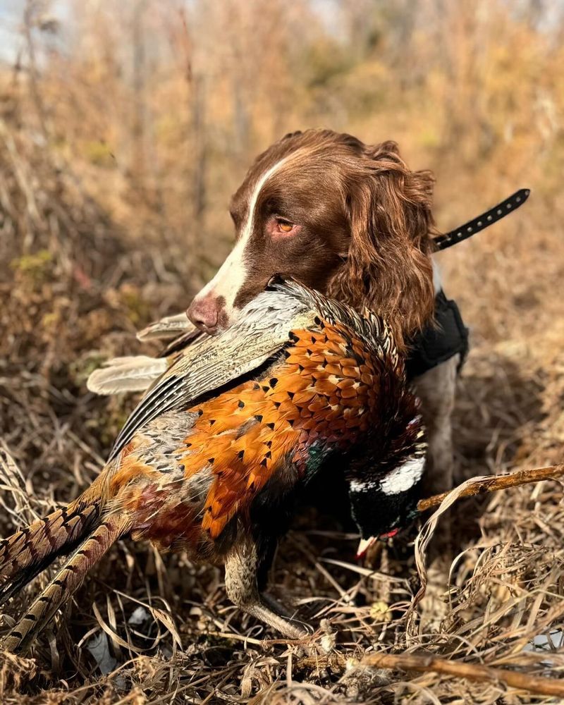 English Springer Spaniel
