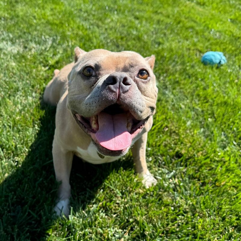 Bulldog