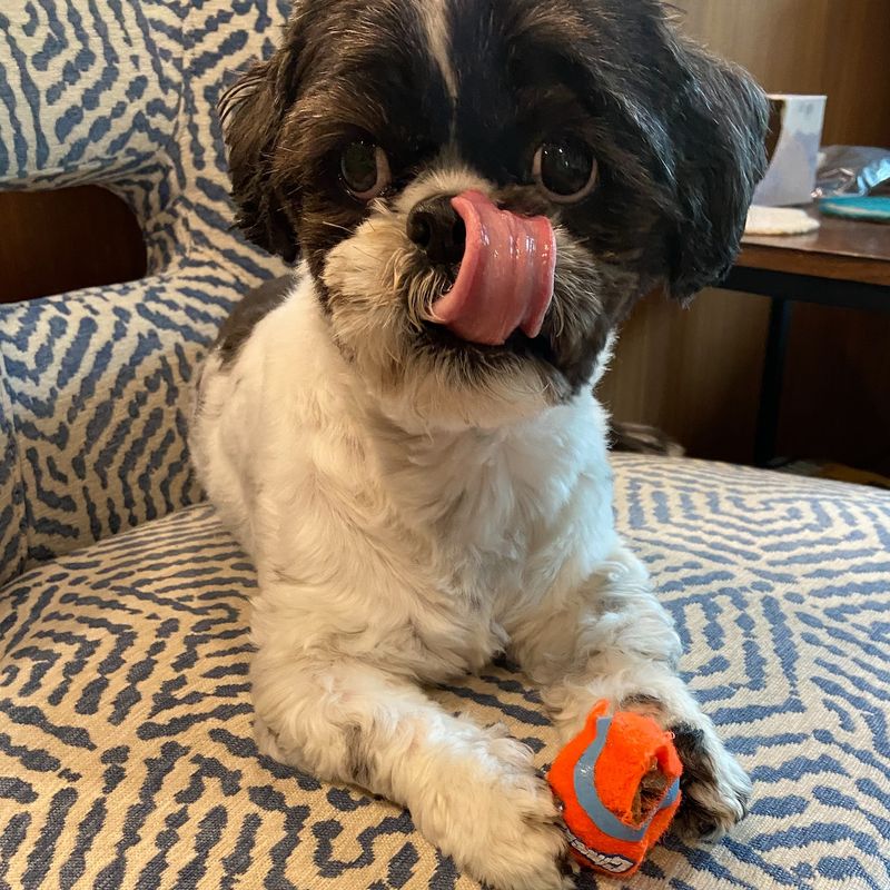 Shih Tzu