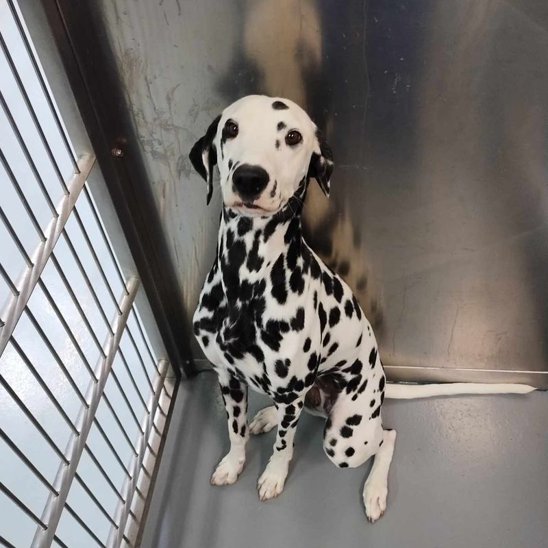 Dalmatian
