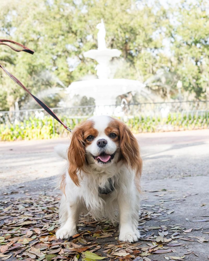 Cavalier King Charles Spaniel