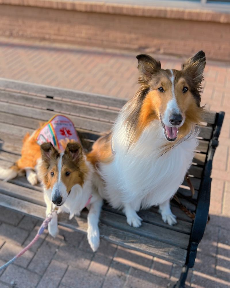 Collie