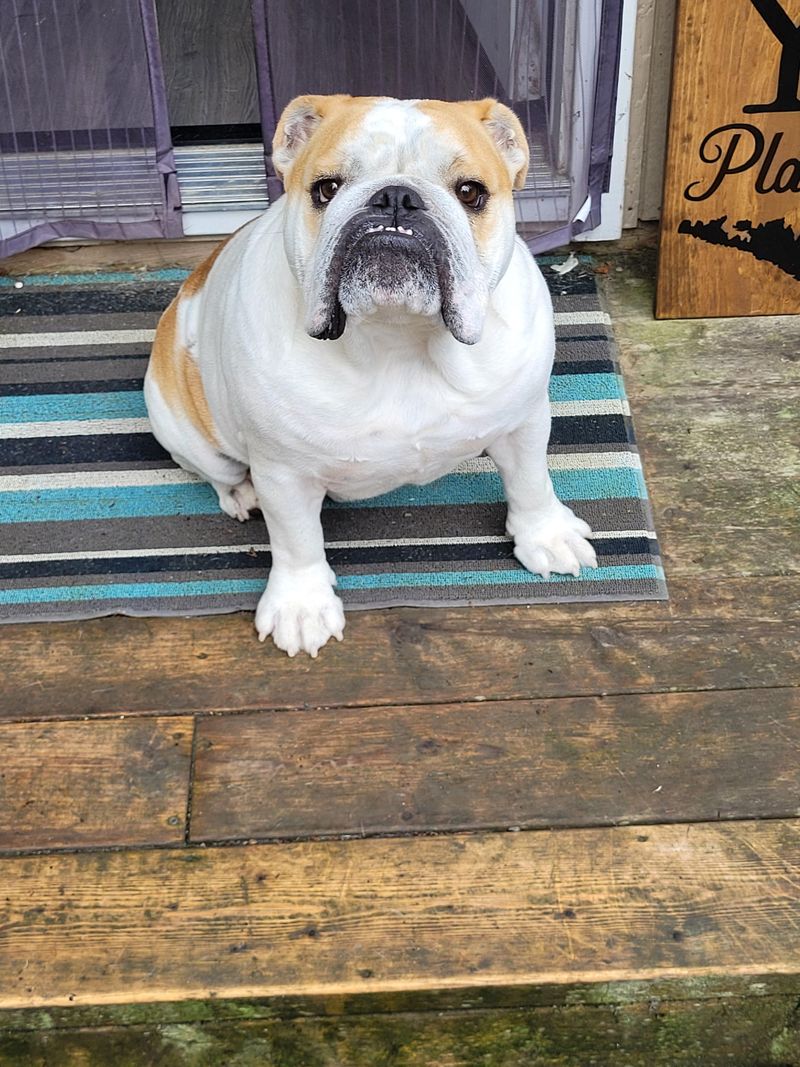 Bulldog