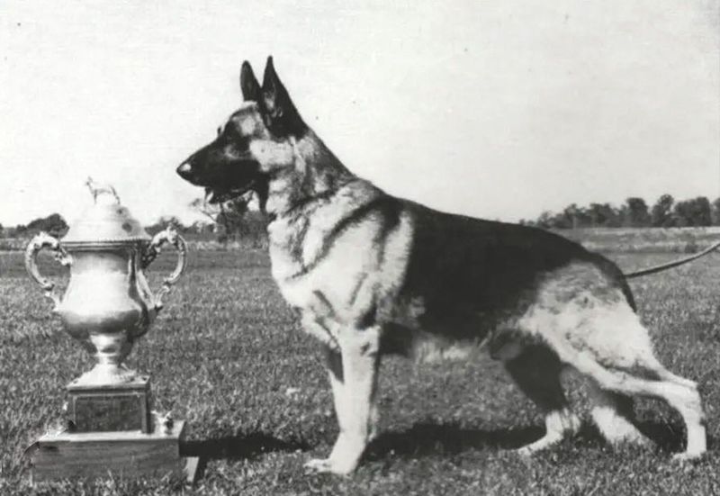 German Shepherd