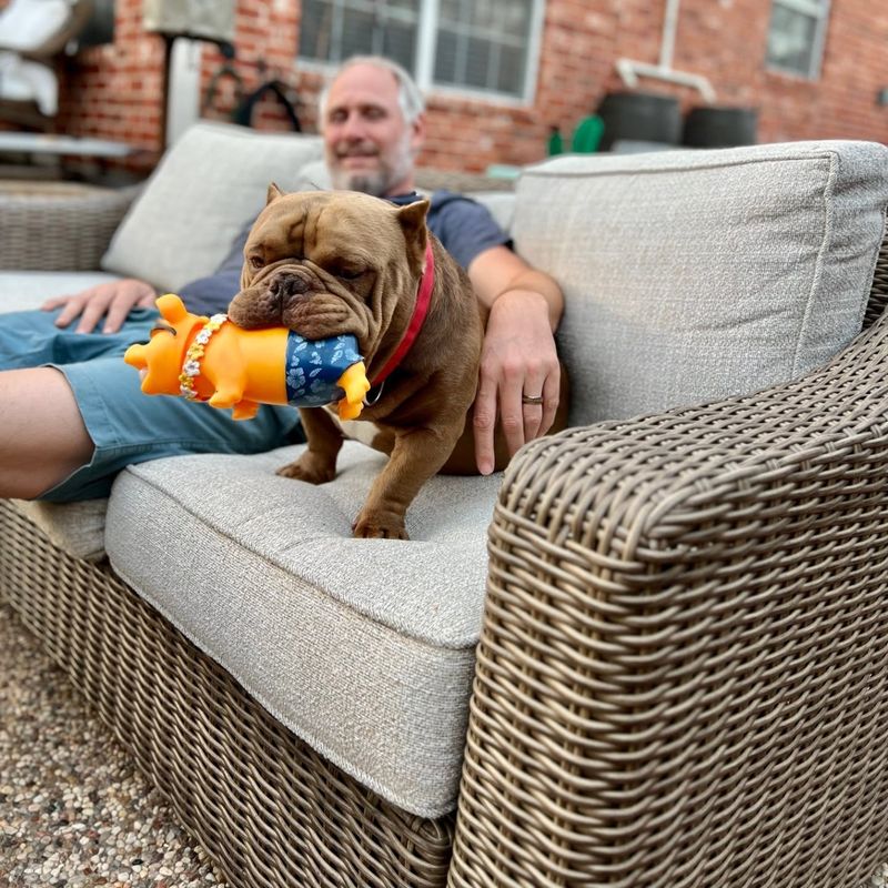 Bulldog