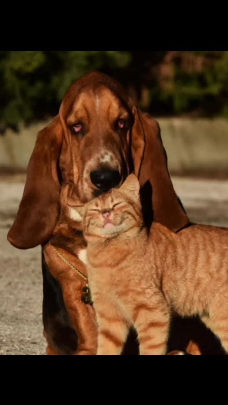 Basset Hound