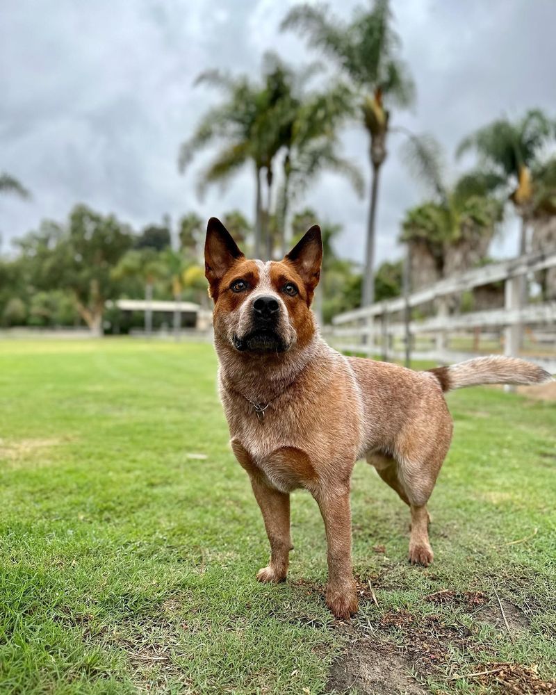 Australian Cattle Dog