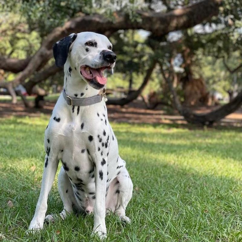 Dalmatian