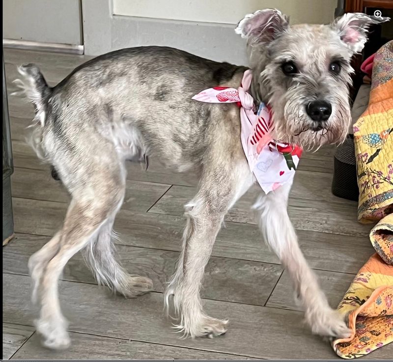 Miniature Schnauzer