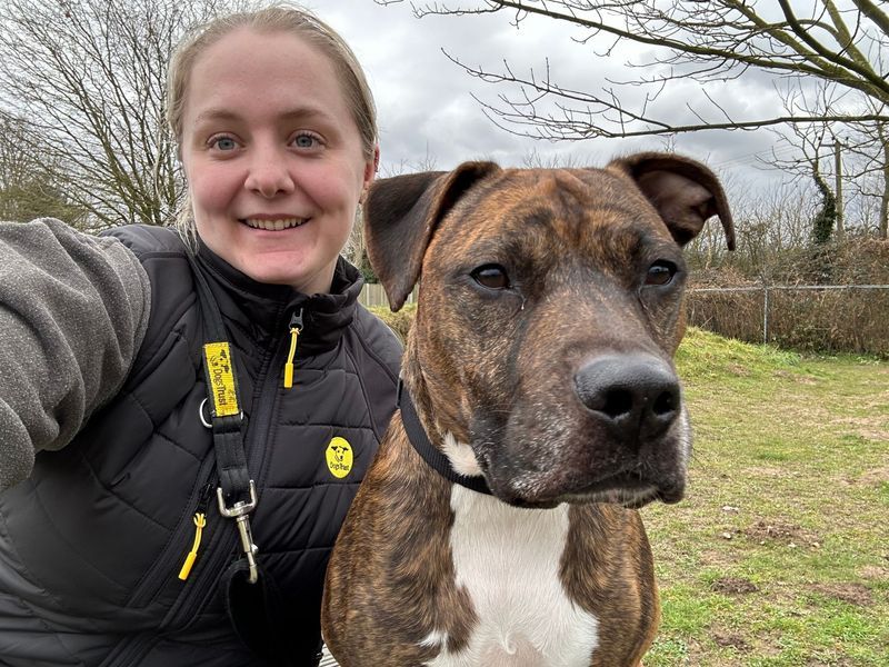 Staffordshire Bull Terrier