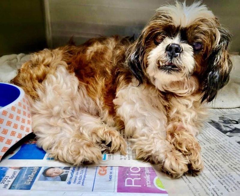 Shih Tzu
