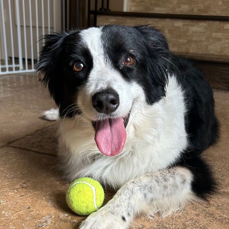 Border Collie