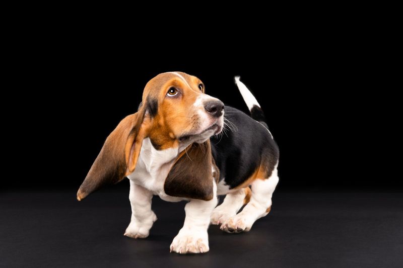 Basset Hound
