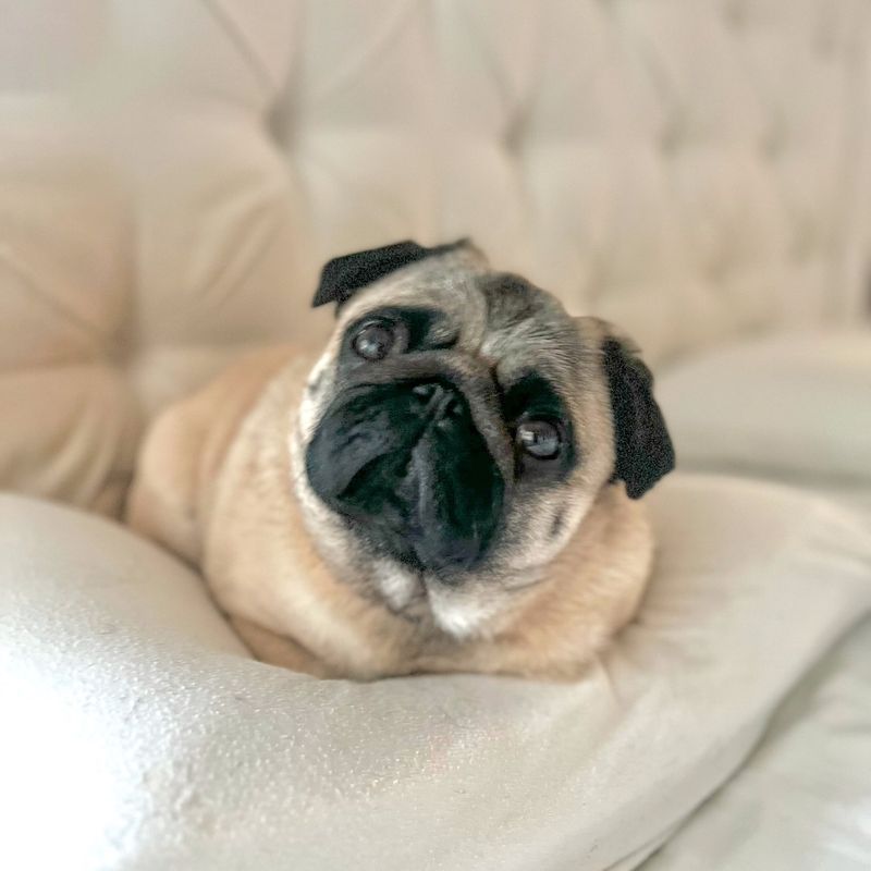 Pug