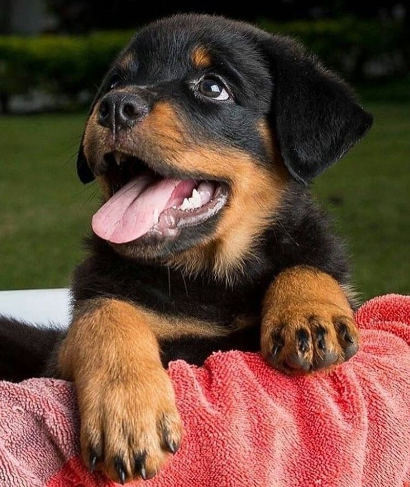 Rottweiler