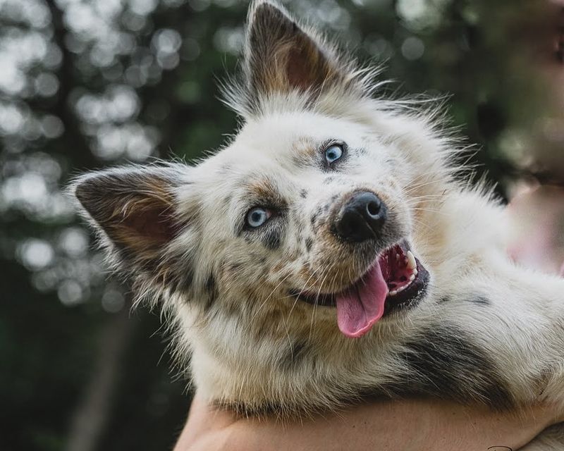 Collie