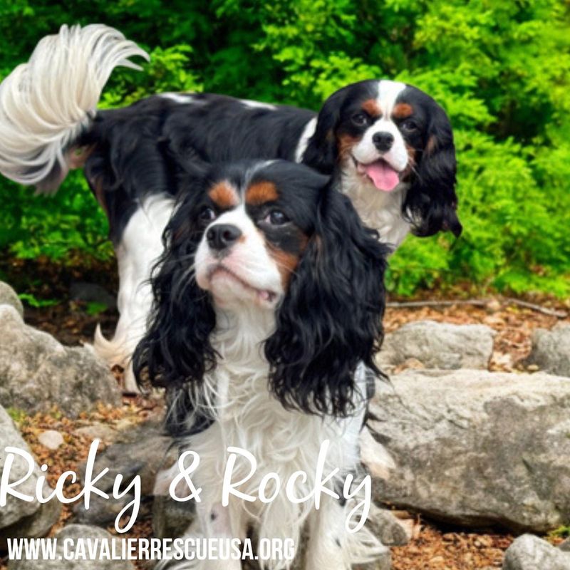Cavalier King Charles Spaniel