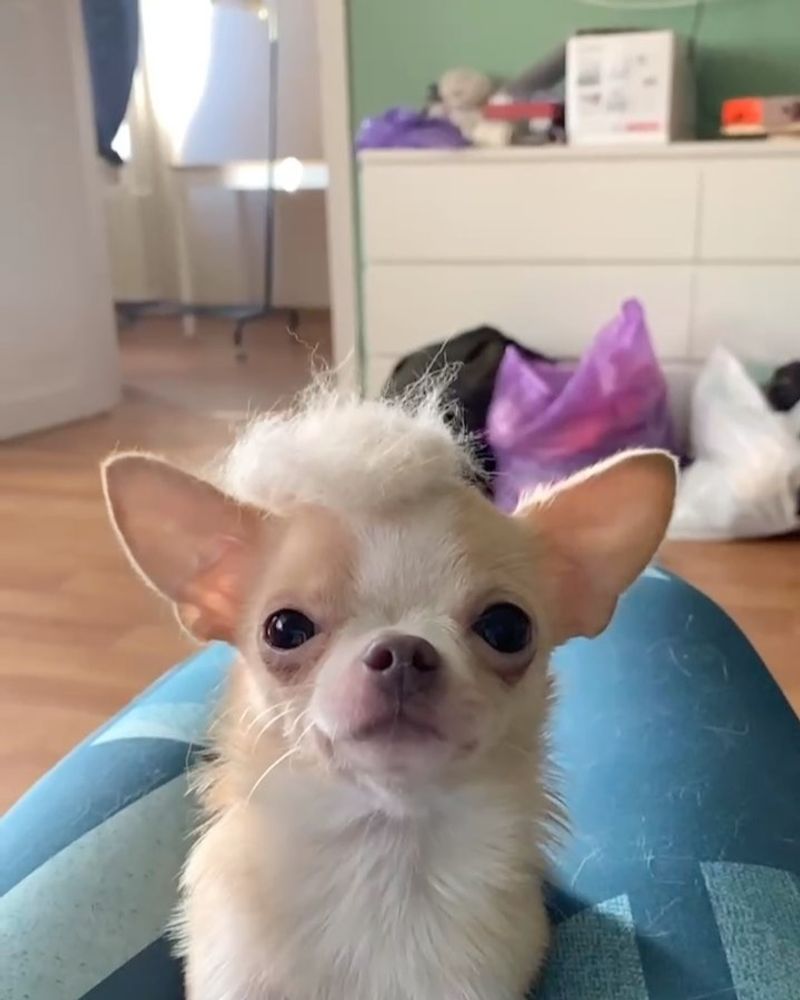Chihuahua