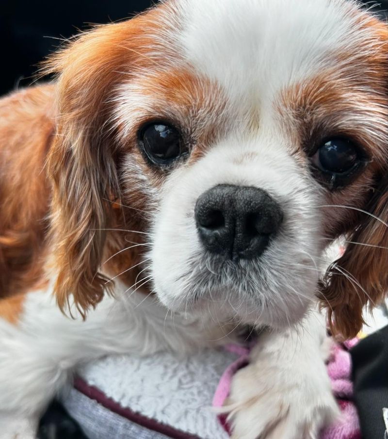 Cavalier King Charles Spaniel