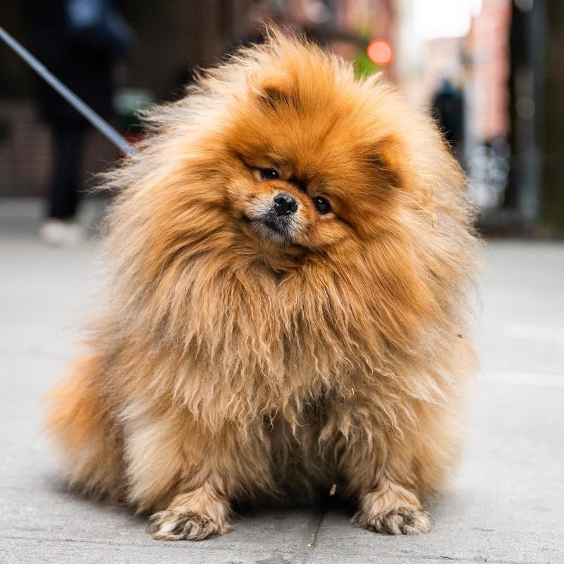 Pomeranian