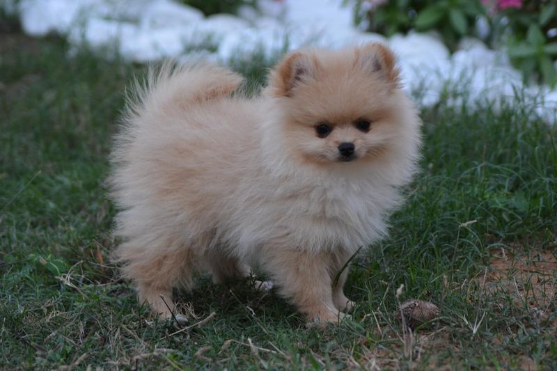 Pomeranian