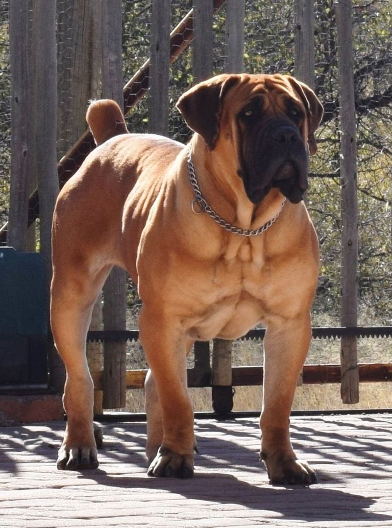 Mastiff
