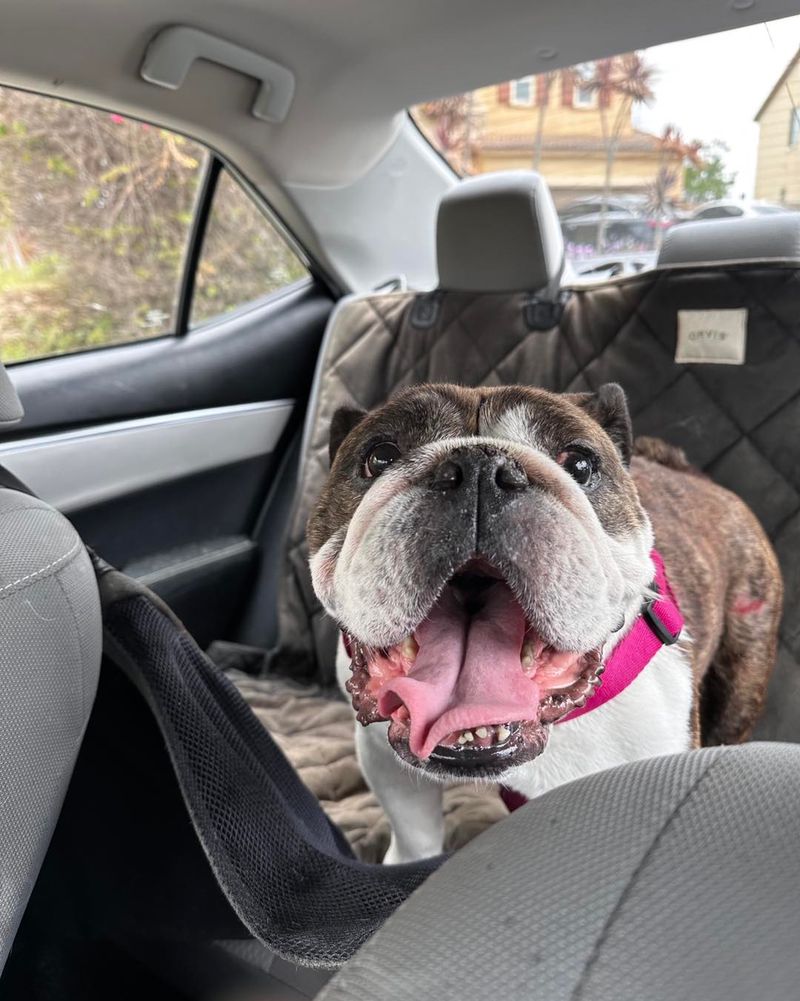 Bulldog