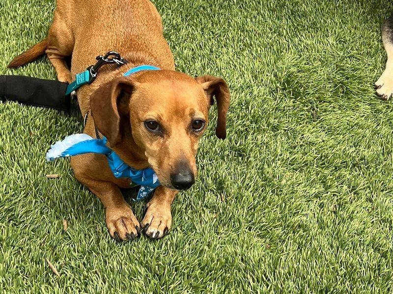 Dachshund