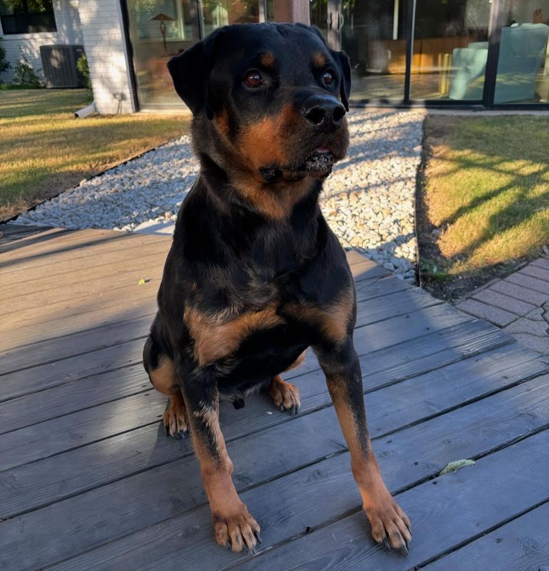 Rottweiler