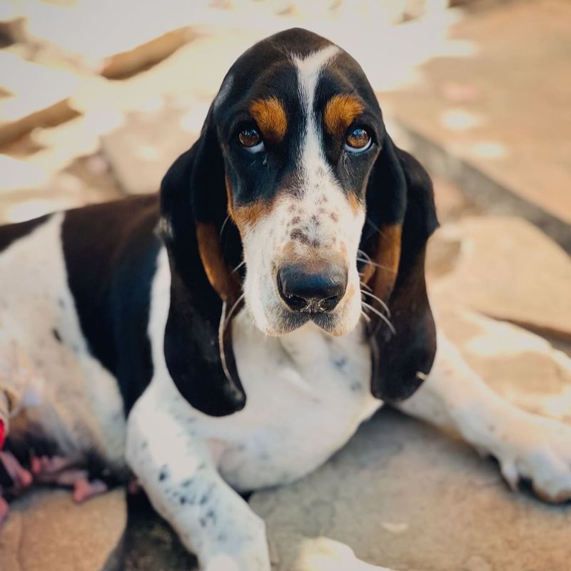 Basset Hound