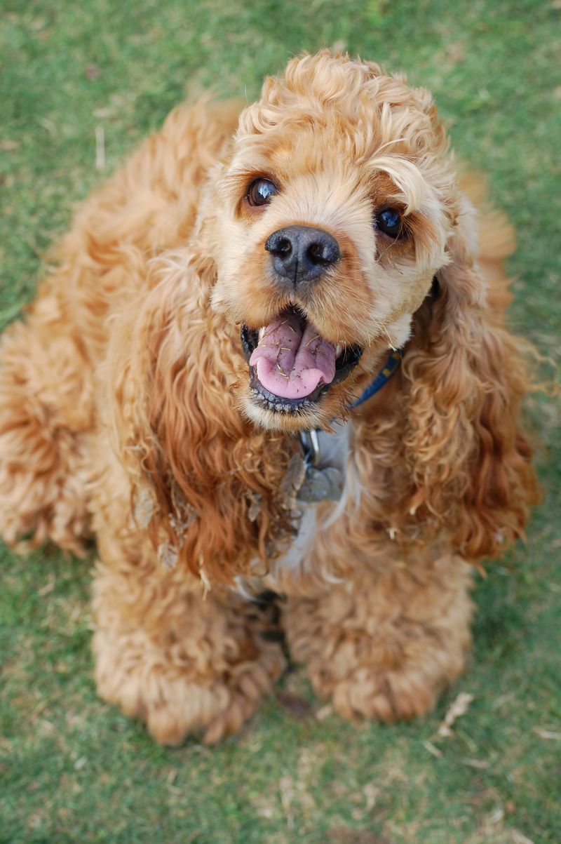 Cocker Spaniel