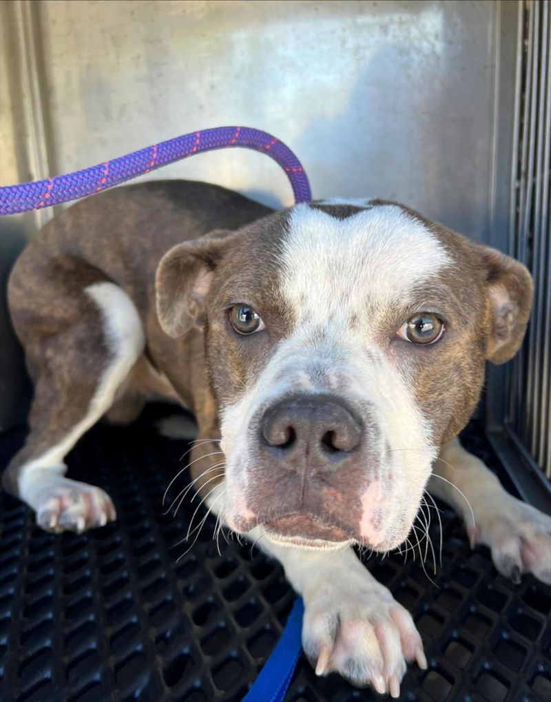 Pit Bull Terrier