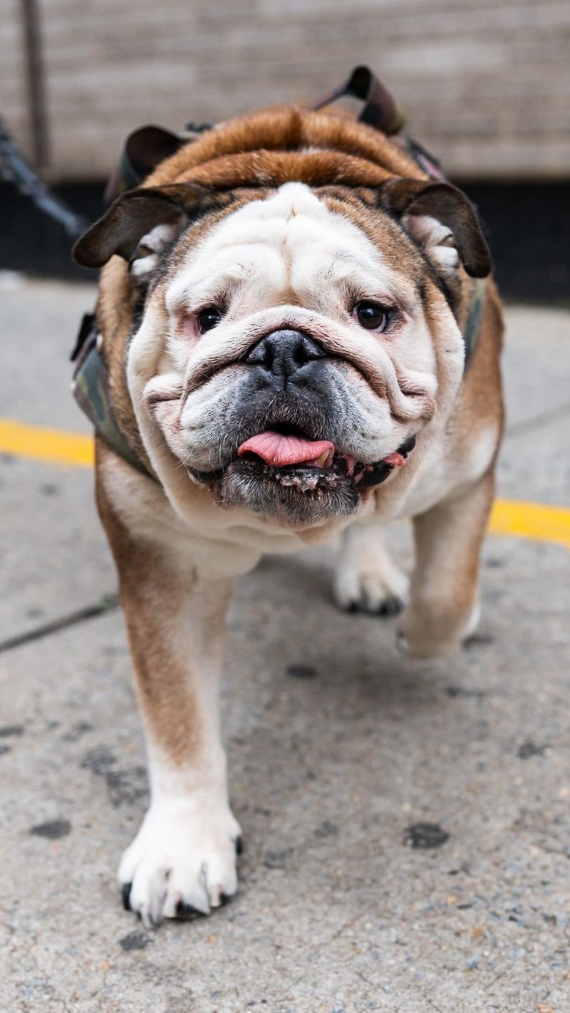 Bulldog