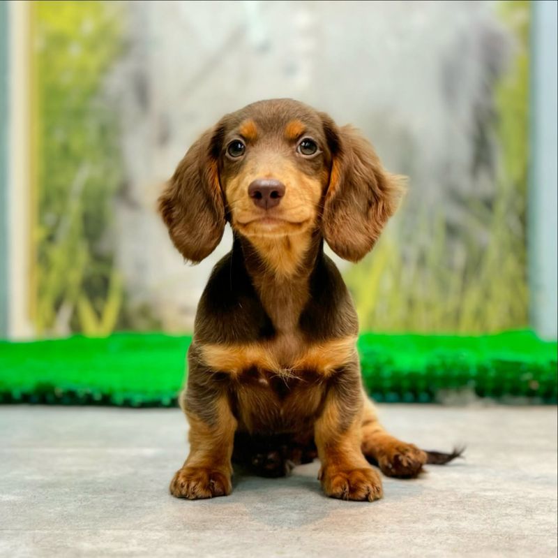 Dachshund