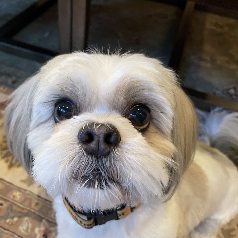 Shih Tzu