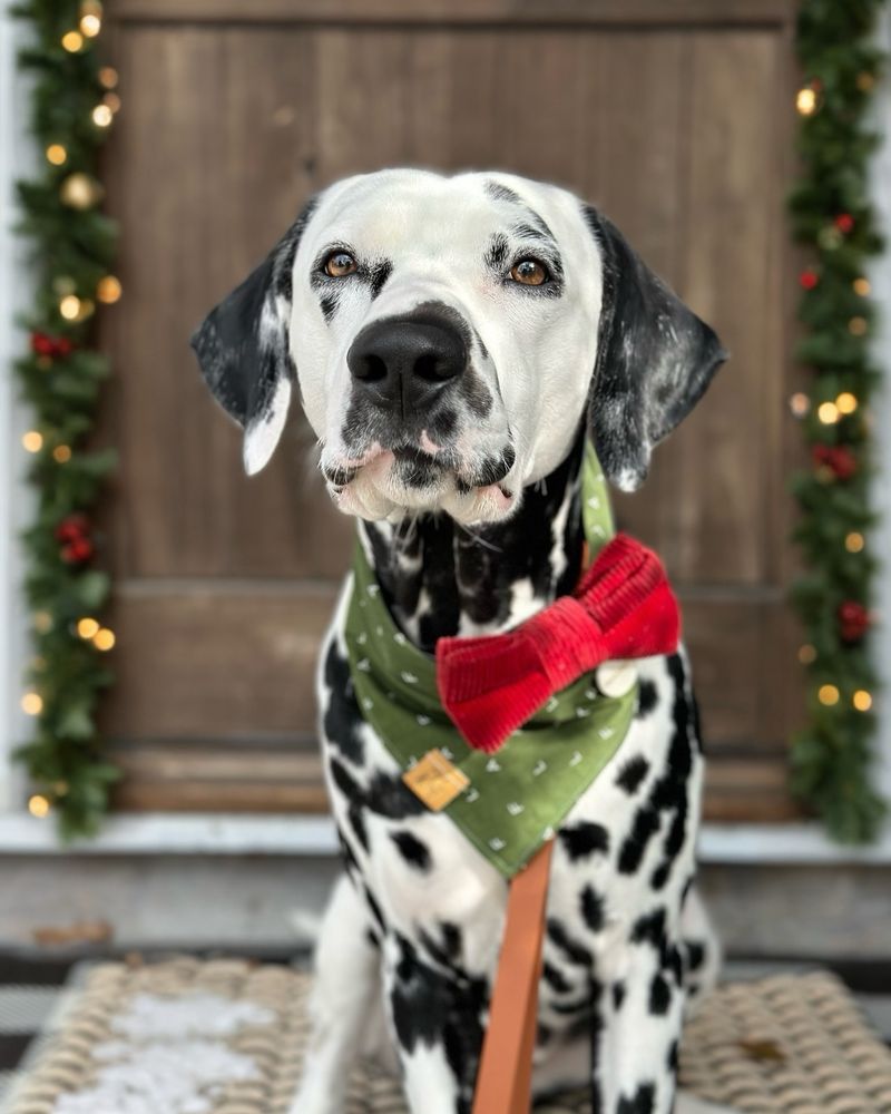 Dalmatian