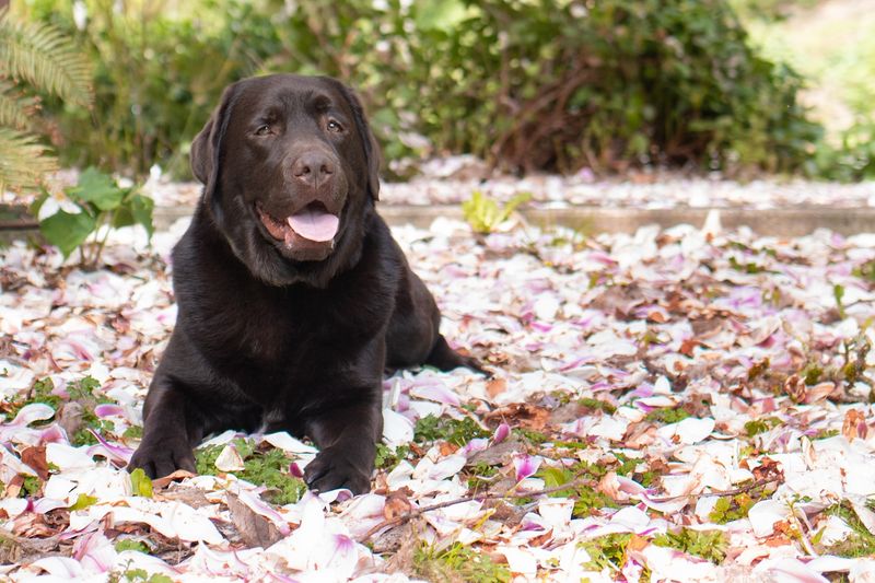 Labrador Retriever - Overrated