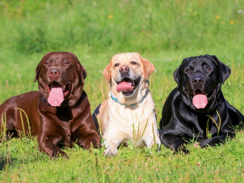 Labrador Retrievers: The Easygoing Playmates