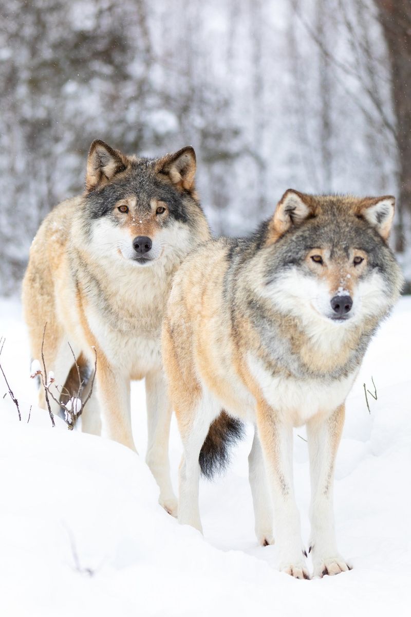 Wolf