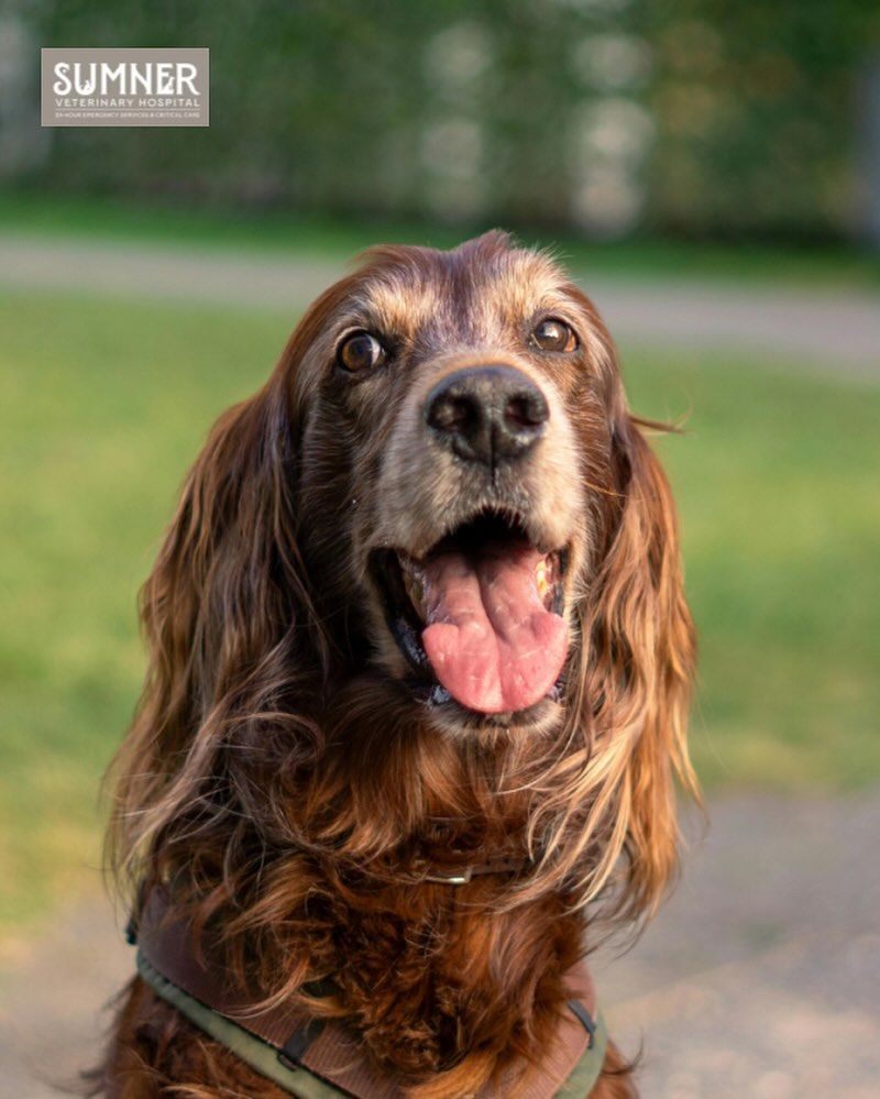 Irish Setter