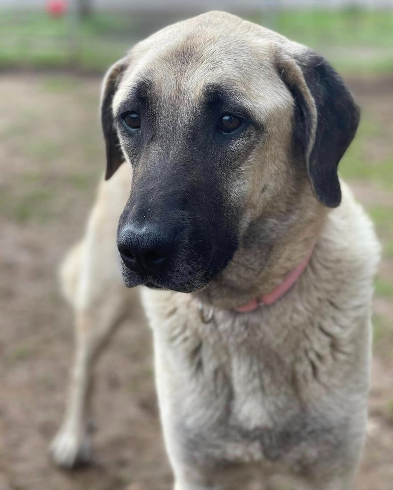 Anatolian Shepherd Dog