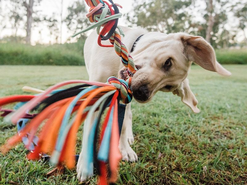 Tug Toy Distraction