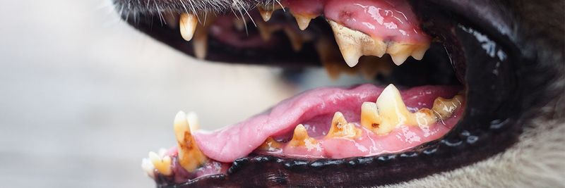 Dental Issues