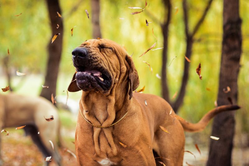 Chronic Sneezing