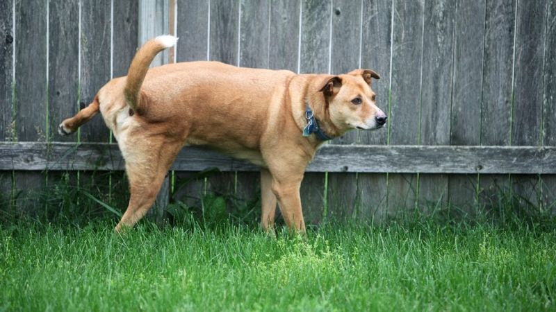 Frequent Urination