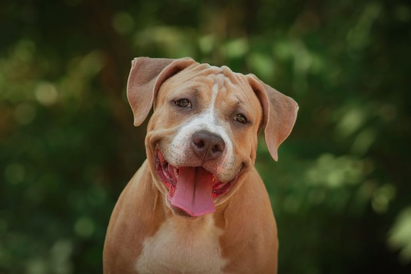 Breed Misconceptions