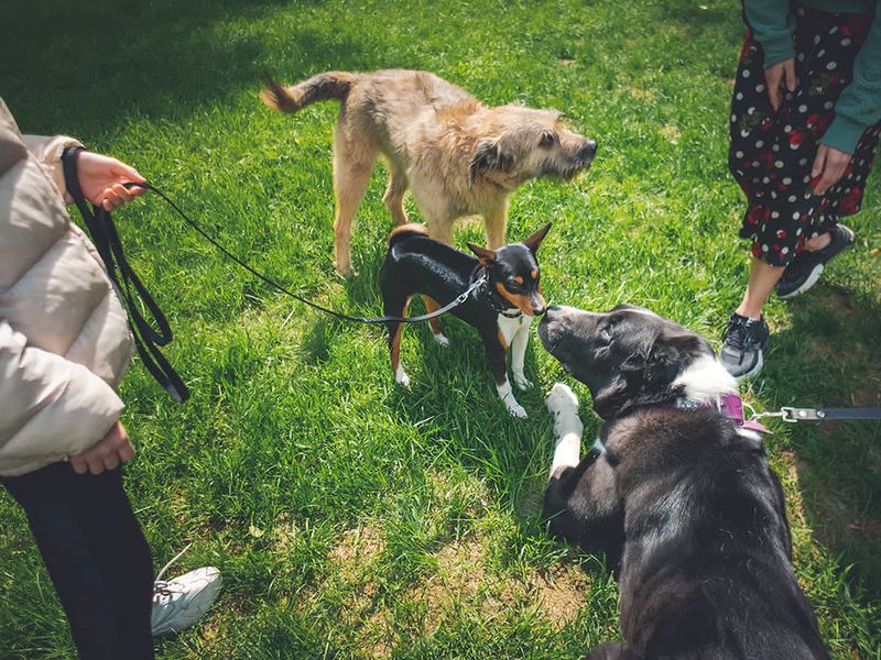 Forced Socialization